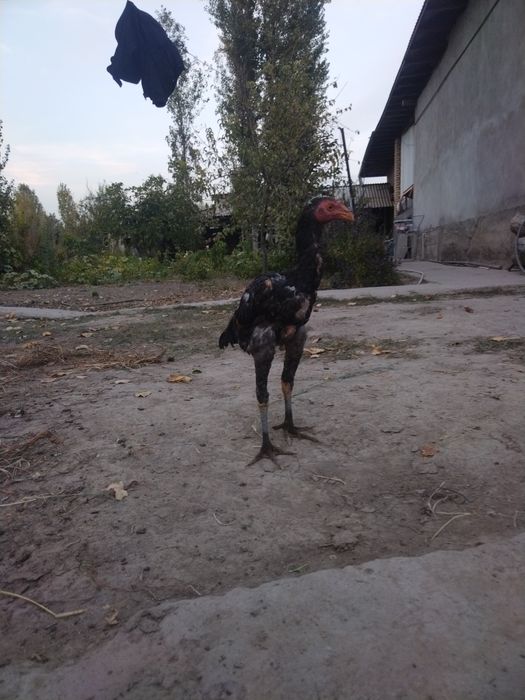 Дакан Жожа Тошкент Юкоричирчик туманида