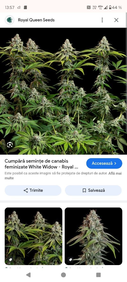 Semințe cannabis marijuana white widow 1500g/plant feminizate 100%