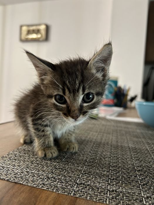 Pisoias de adoptat