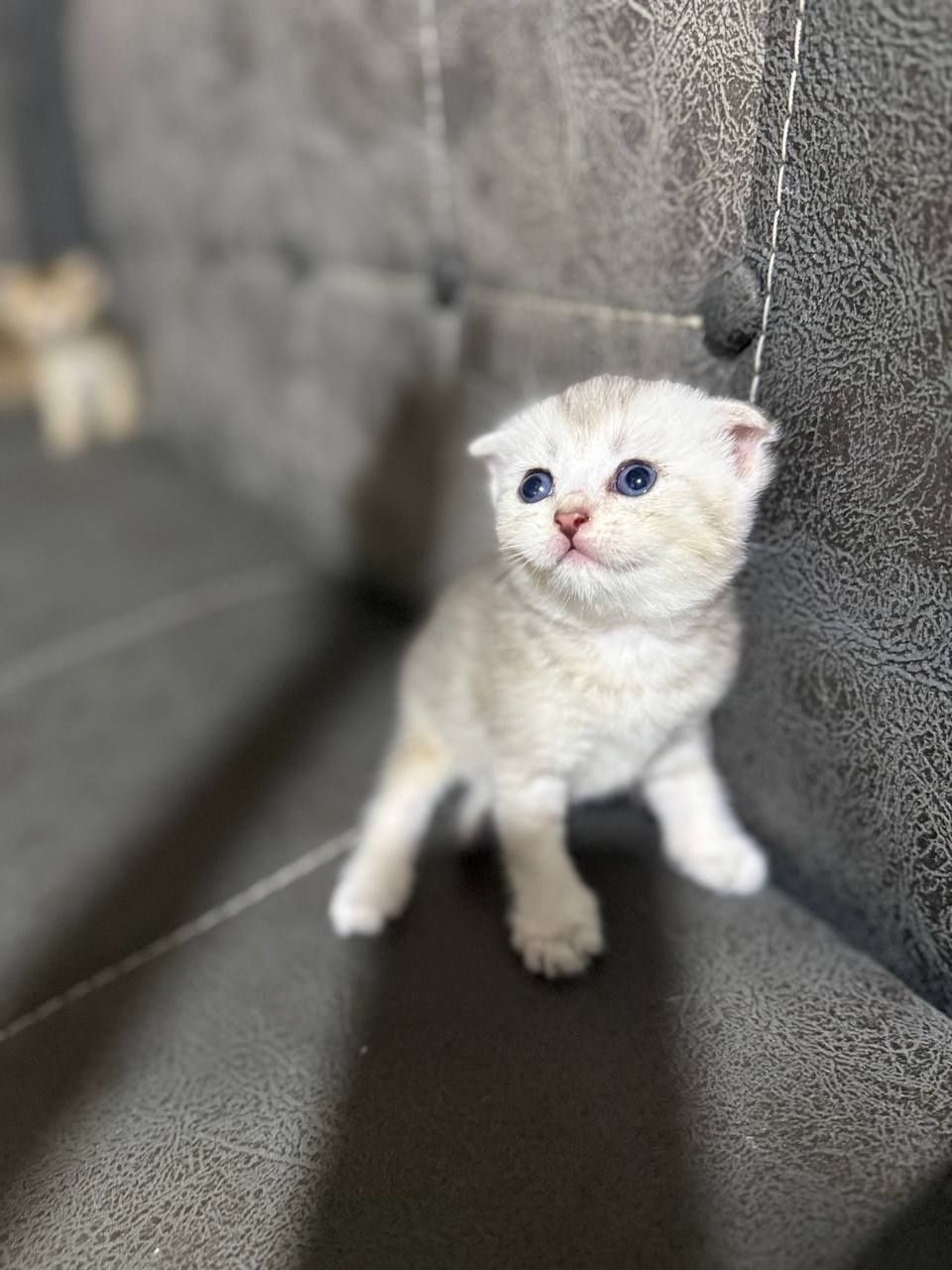 Продаются котятя