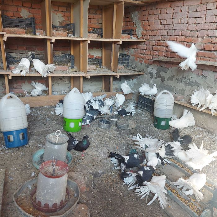 Продавам гълъби финерлии