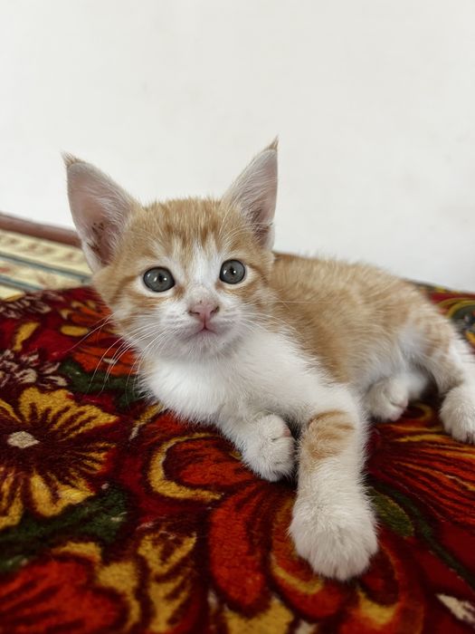 Продаётся кошки домашние бенгальская