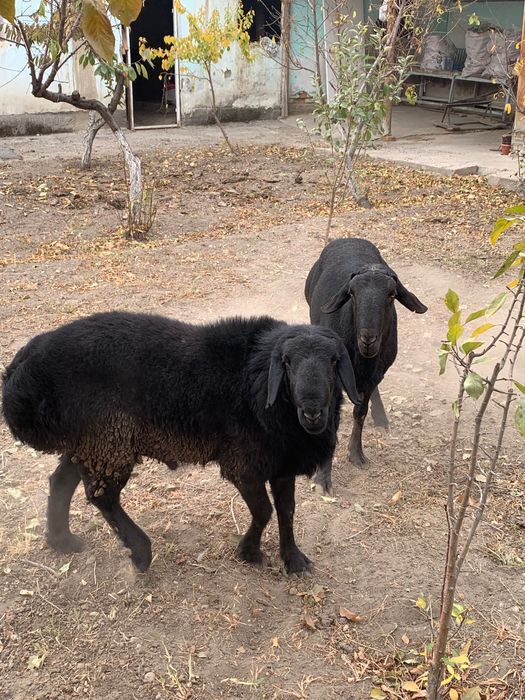 Кора кочкорлар сотилади