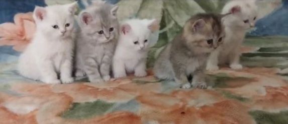 Продаются котята Шиншила чистой породы