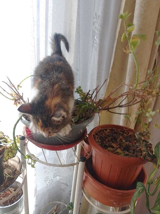 Две трицветни котета търсят своя добър и грижовен осиновител