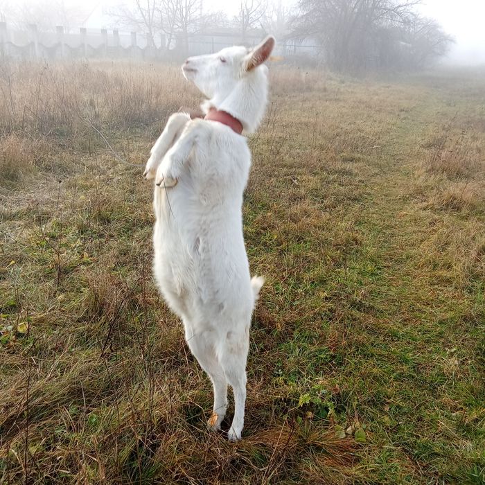 Iedita 6 luni saanen