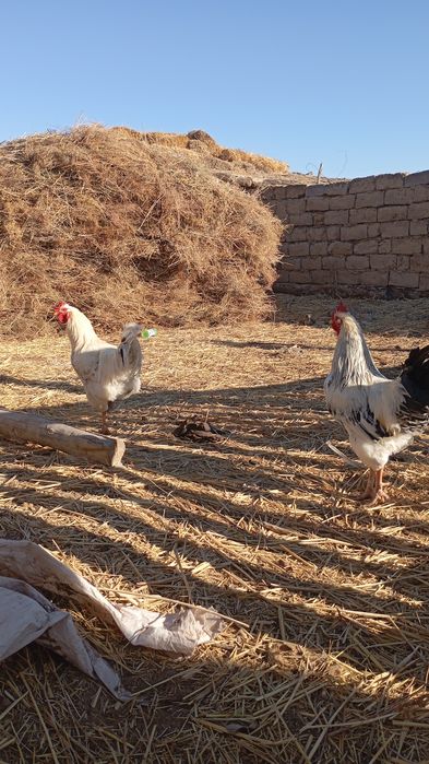 Қораздар тек аламын деген кісілер хабрлассын