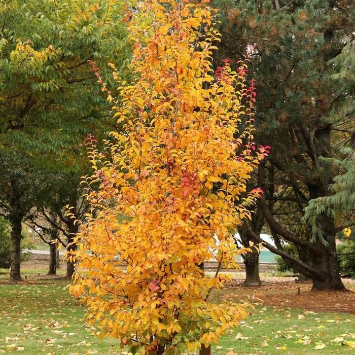 Arborele de fier persan