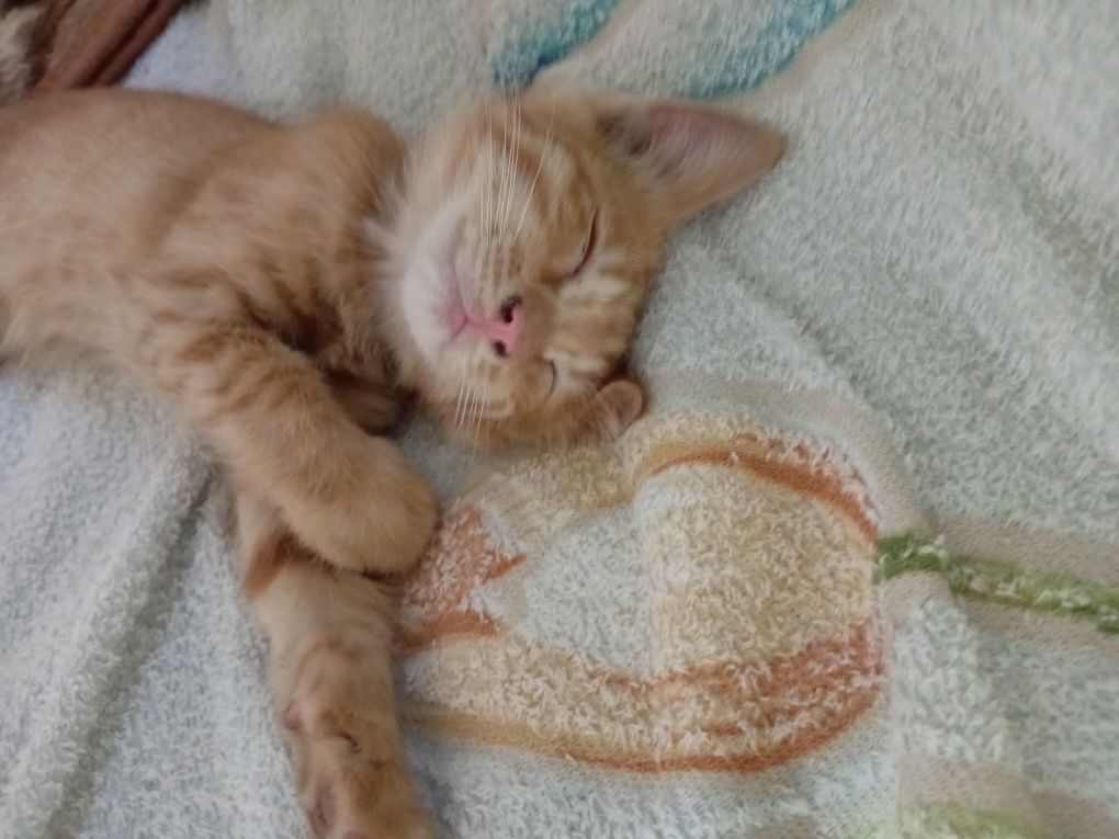 Котята, Mushukchalar