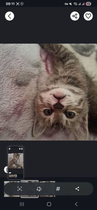 Котята бесплатно