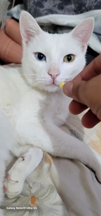 Turkish Angora  mushuk