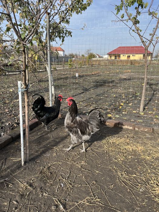 Cocos rasa australorp