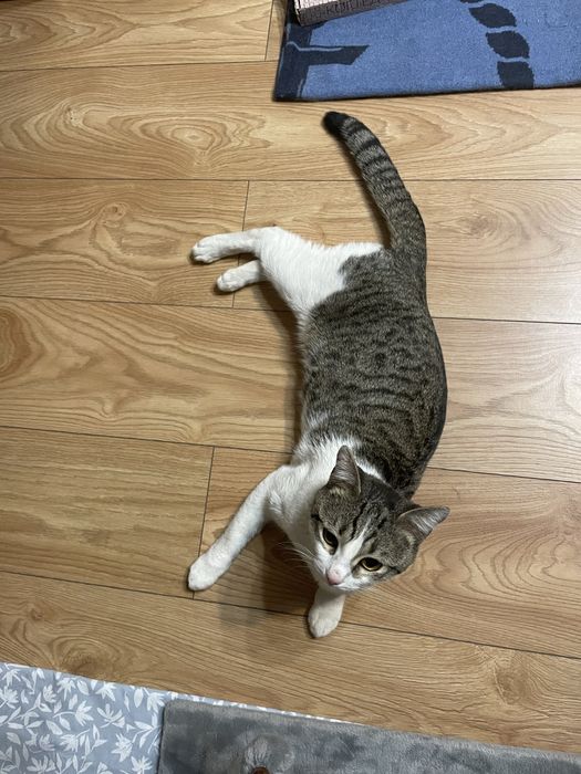 Ласковый  КОТИК ИЩЕТ себе ДОМ!!!