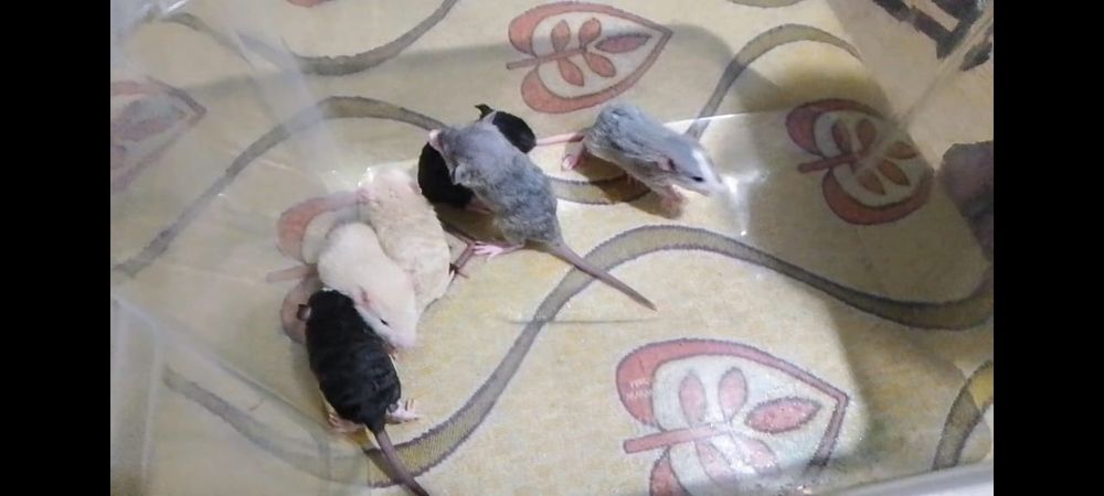 Крыса декоративная, Рекс, Дамбо