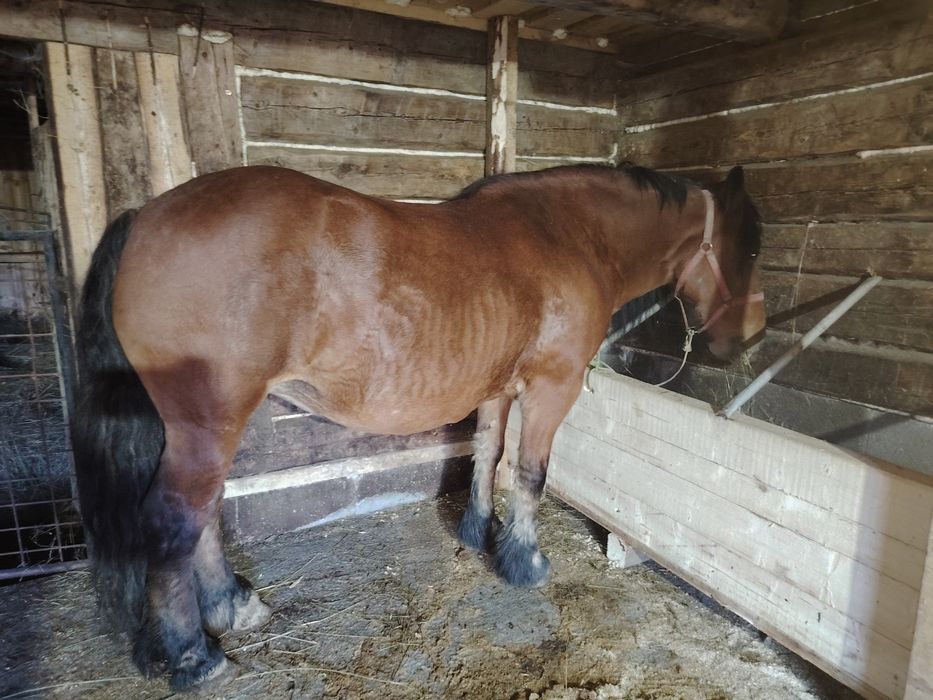 Iapa gestanta de 7 luni