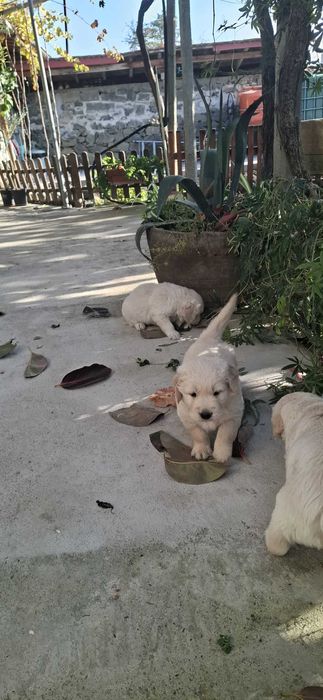 Малки голдън ретривър