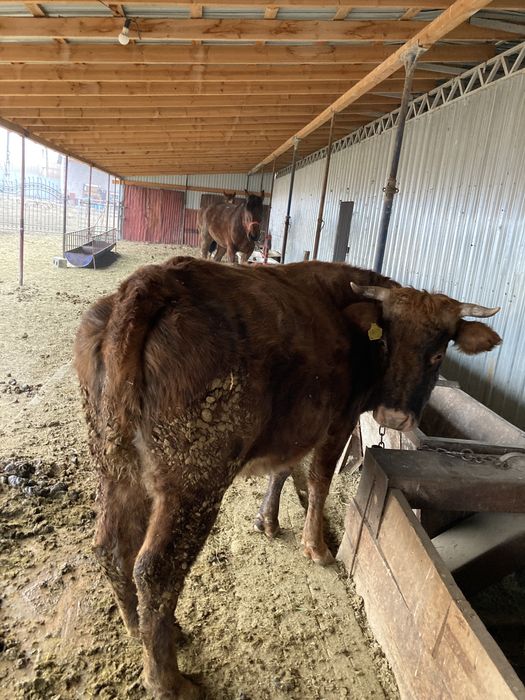 Корова продается