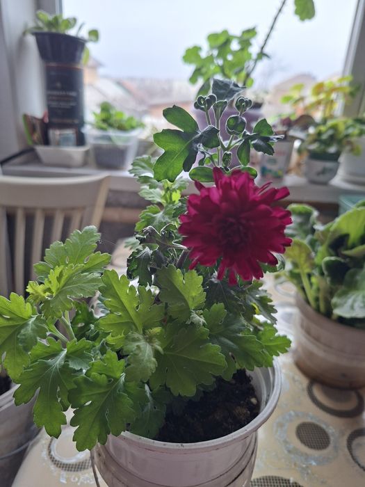 Продам хризантему