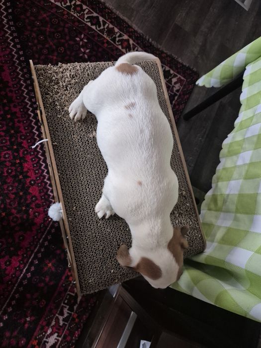 Чистокръвни джак ръсели