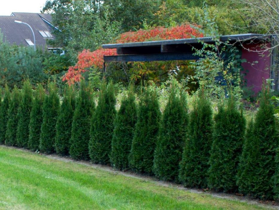Vand tuia extra calitate,  plante ornamentale de gradina,  pepiniera