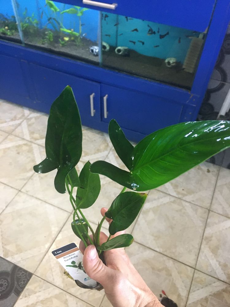 Anubias planta