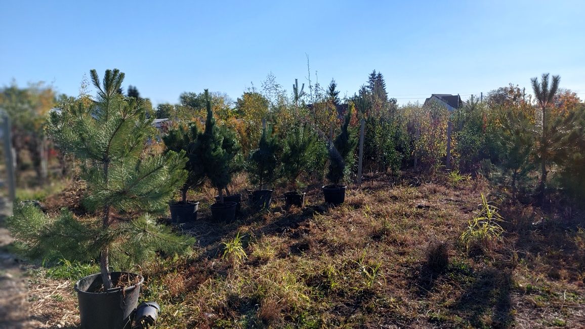 Pinus nigra Pin negru Pini pentru gradini