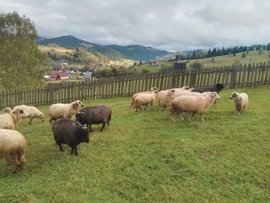 Vând oi de bune de ținut sau taiat
