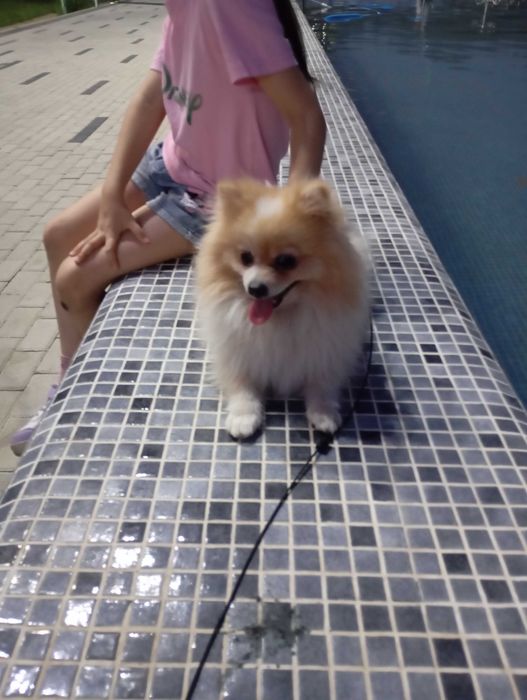 Померанский шпиц