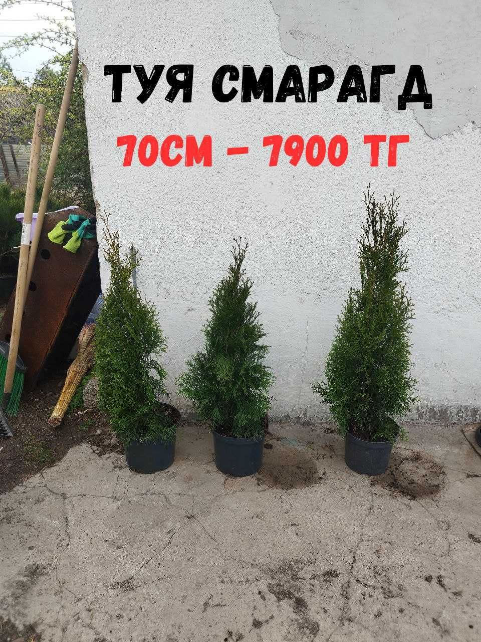 С ГАРАНТИЕЙ Туя 1 м 11000тг Елка Сосна Ель Саженцы Смарагд Брабант Туи