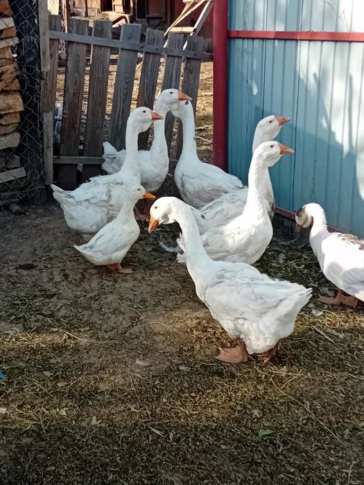 De vanzare rate cu mot si boboci de gasca metis de holmogor F3.