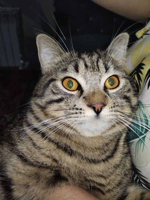 Домашний кот, с рисунком табби,