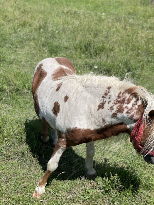 Vand armasar de ponei