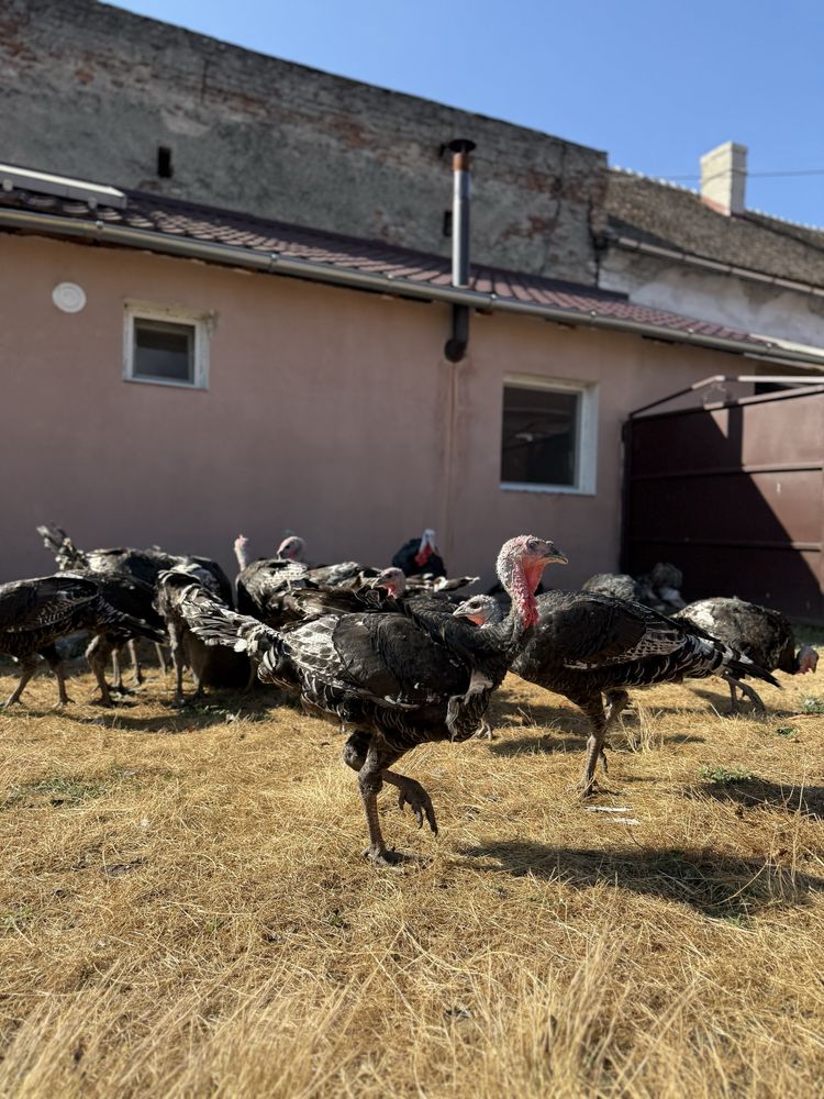 Vând curcani tineri de carne – rasă Bronzat American