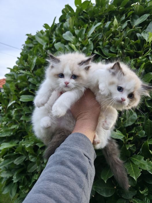 РАГДОЛ/РЕГДОЛ/REGDOL На три месеца женски и мъжки с родословие