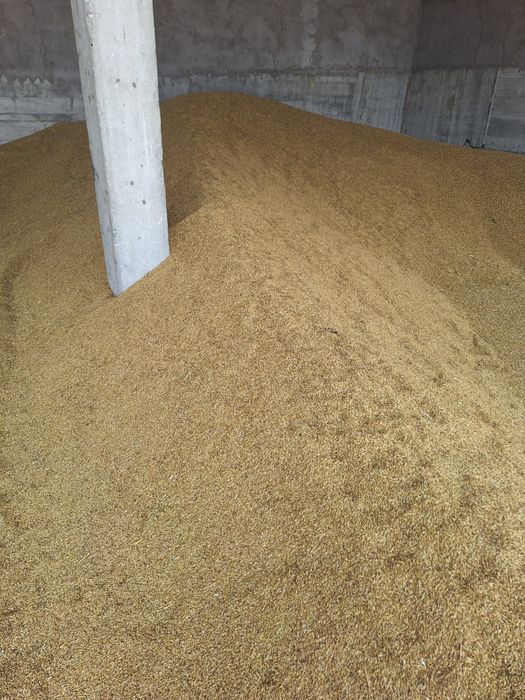 vând orz și grâu un 1 leu kg