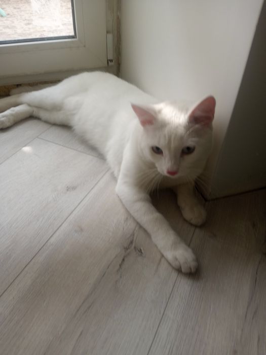 Животные отдам бесплатно