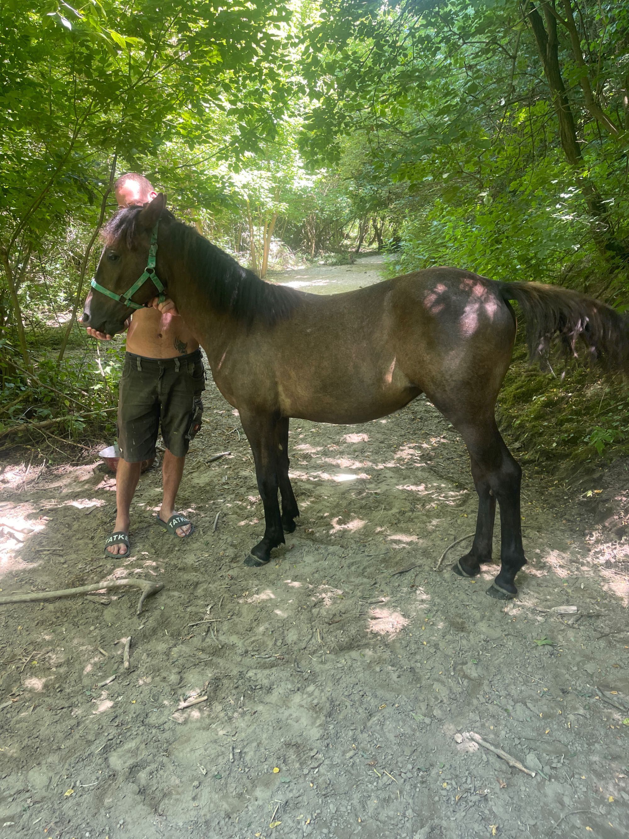 Vând mânză de 1 an