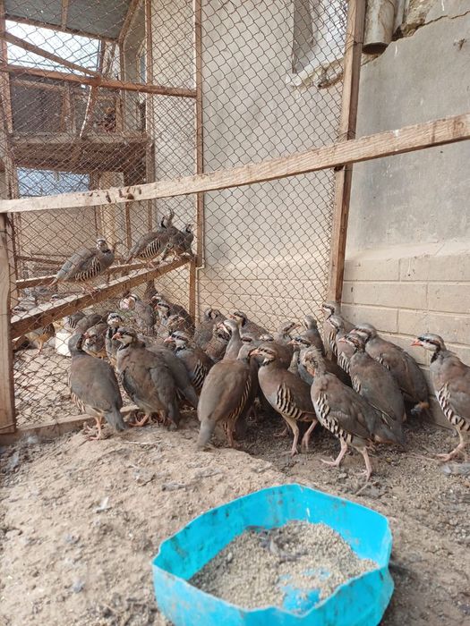 Продаю кеклик ..