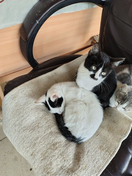 Adopții pisici Bucuresti