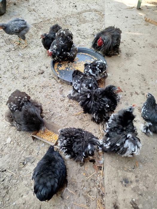 Pereche Găini Cochinchina pitic