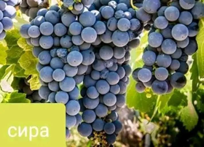 Лозов посадъчен материал