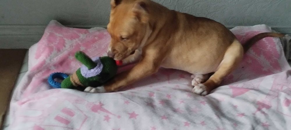 питбультерьер почти 4 мецяца