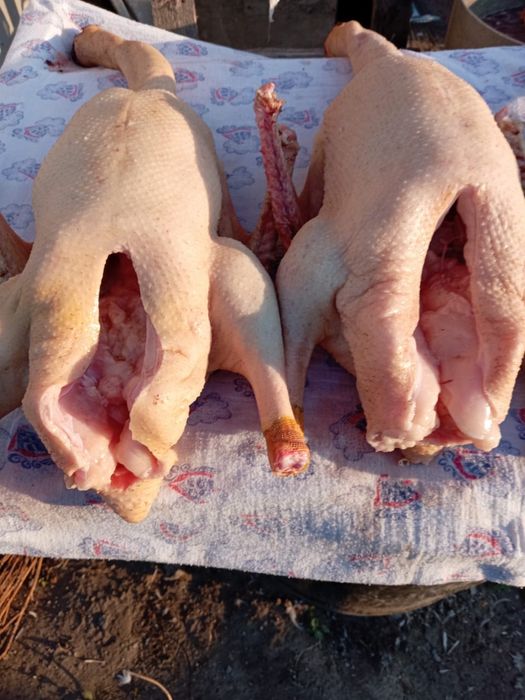 Принимаем заявки на утку пекинскую молодое мясо тушками