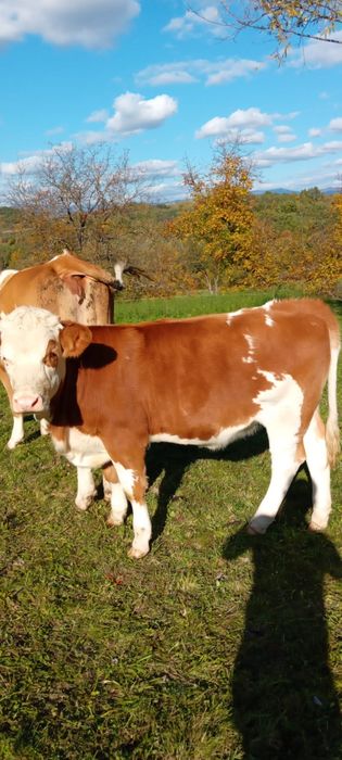 Vând viței 6 și 2 tăurași !