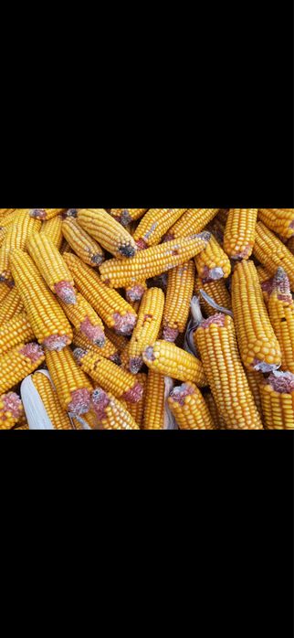 Vand porumb stiulete