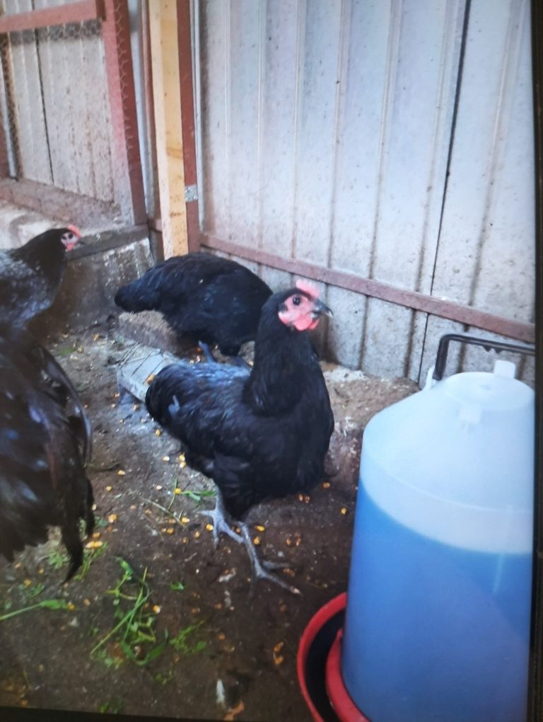 Oua gaini australorp