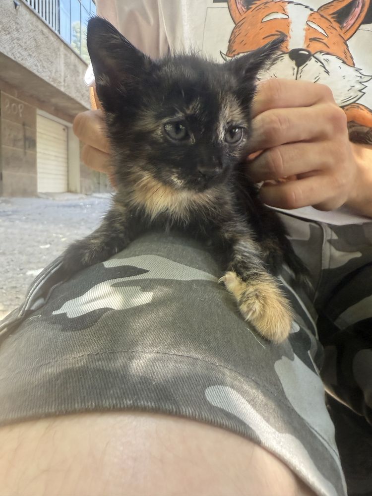 Три малки женски котета СПЕШНО