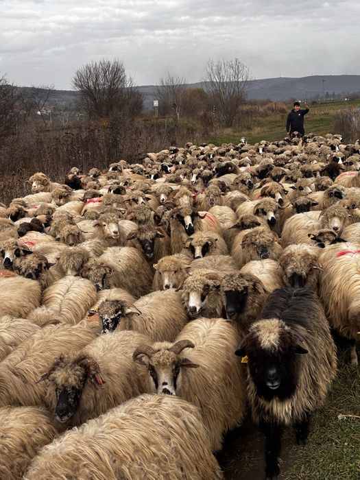 Anunti oi de vanzare