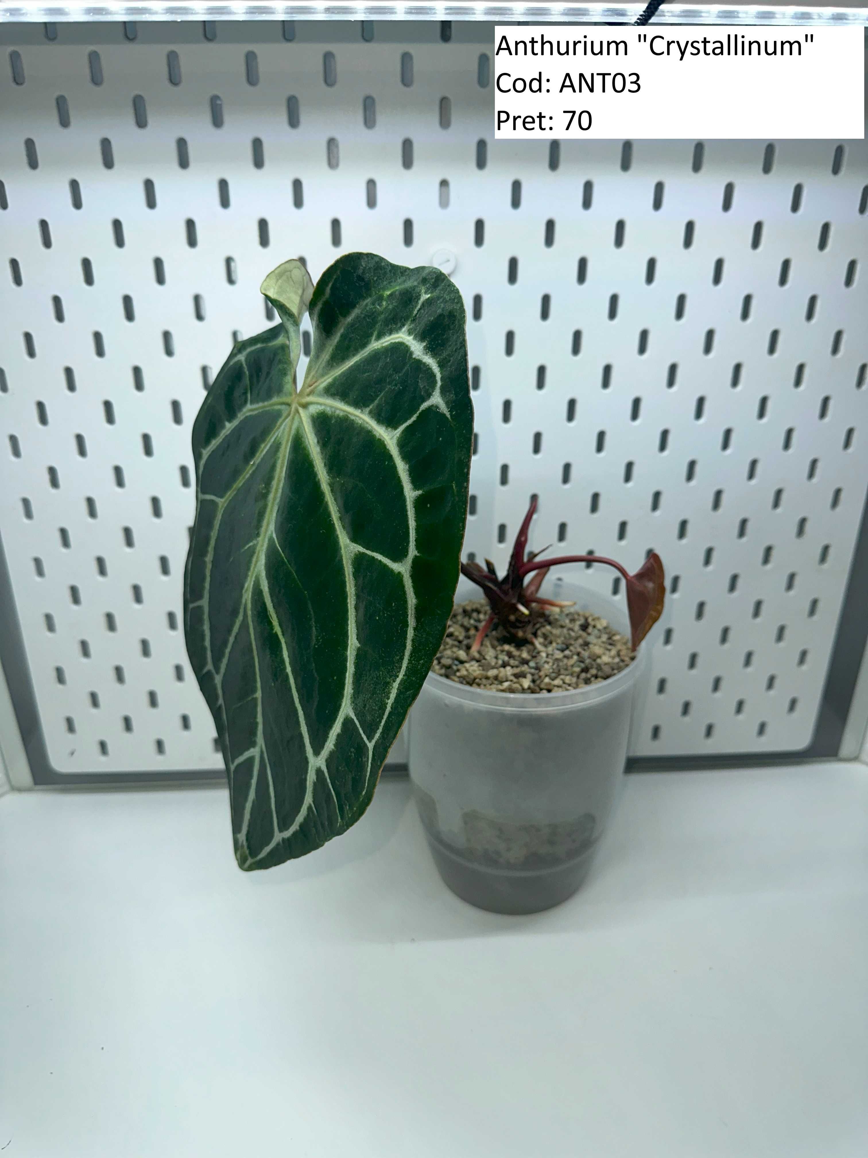 Anthurium Queen of hearts / Crystal Hope / Crystallinum / ForgetiiX _1