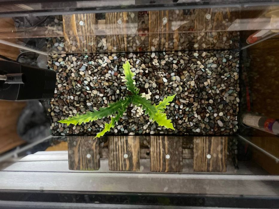 Akvaryum sotiladi komplekt